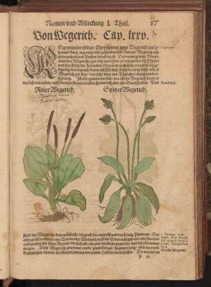 Von Wegerich, Cap. LXXV