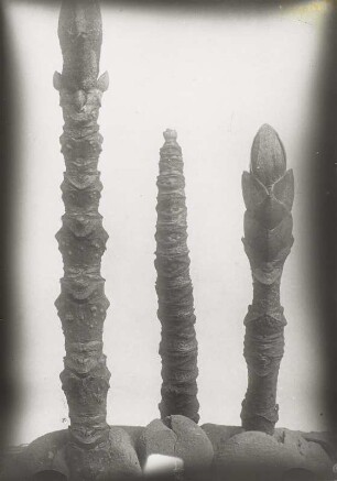 Gemeine Esche (Fraxinus excelsior), Aststücke mit Kurztrieben