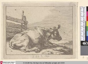 [Liegende Kuh vor einem Zaun; The Cow Lying Down Near a Fence]