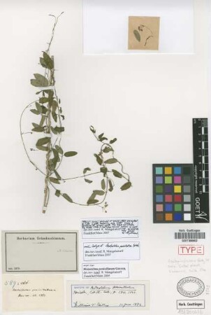 Metastelma penicillatum Griseb. [isotype]