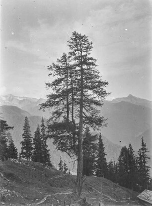 Verzweigter Baum : Blick auf einen verzweigten Baum im Gebirge