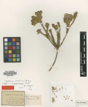Agathosma biophylla Eckl. & Zeyh. [isotype]