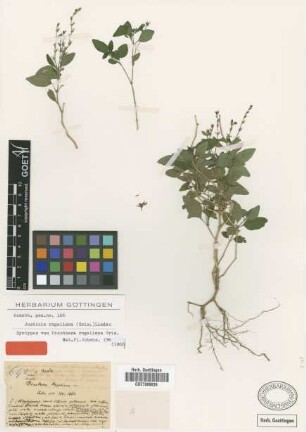 Dianthera rugeliana Griseb. [syntype]