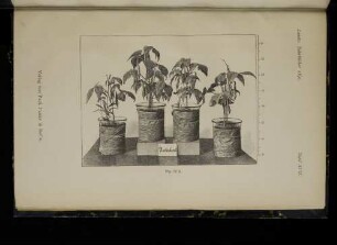 Tafel XVII. Fig. 50 A.