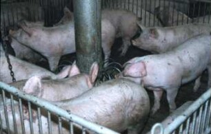 Fotografie: Fütterungstechnik, Mastschwein, Trockenfütterungsanlage, Futtervorlage, Vollspaltenboden