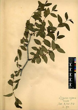Rhamnaceae Zizyphus vulgaris Lamarck, Jean-Baptiste Pierre Antoine de Monet de (1744 - 1829) [Jerusalem, Yerushalayim, El Quds, Al-Quds, Al Quds, El Quds Esh Sherif, Al-Muqaddas, Jérusalem, Gerusalemme, Jerusalén, Aelia Capitolina, Colonia Aelia Capitolina, Hierosolyma, Urusalim, Jerusalem]