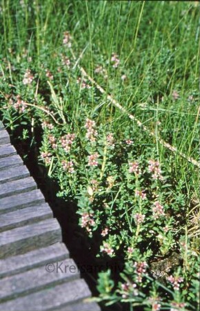 Brenner Moor: Steg