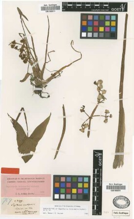 Sagittaria intermedia Micheli [isolectotype]