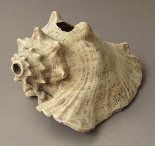 Snail shell