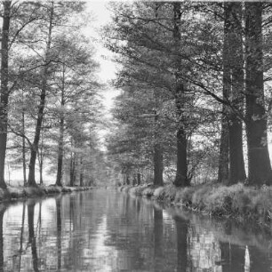 Hochwald in Leipe. : Wysokolěs w Lipjem.