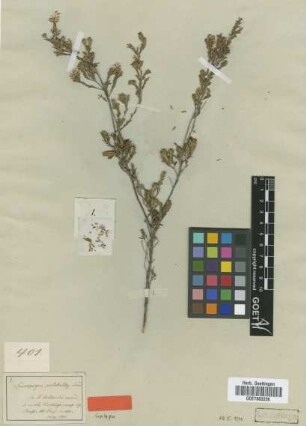 Leucopogon pulchellus Sond. [syntype]