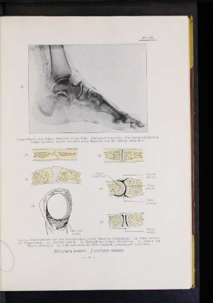 Juncturae ossium.