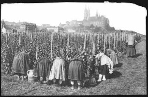 Meißen. Weinlese auf dem Ratsweinberg