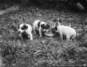 Hundewelpen : Auscha (Úštěk/Tschechische Republik)