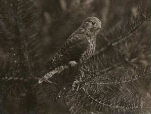 Rochlitzer Berg. Turmfalke (Falco tinnunculus L.), ausgeflogener Jungvogel