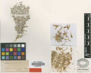 Centaurea speciosa Boiss. [type]