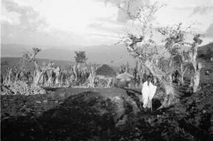 Hütte mit Ensetbananenkultur : Landschaft mit einer Hütte, Bewohner und Kulturpflanzen