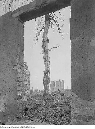 Dresden. Ruine und abgestorbener Baum
