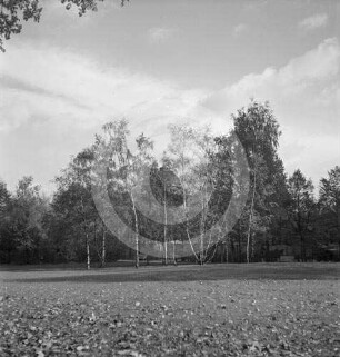 Baumgruppe im Park von Posen