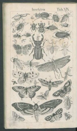 Tafel XIX. Insekten.