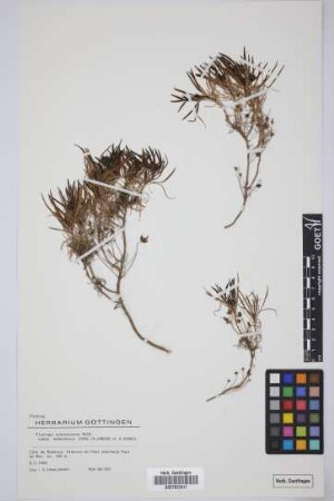 Plantago arborescens maderensis (Decne.) A. Hansen & Kunk.