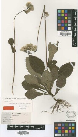 Conyza notobellidiastrum Griseb. [syntype]