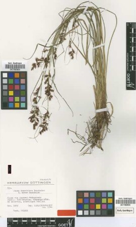 Carex renschiana Boeckeler f. Boeckeler minor[isotype]
