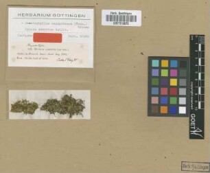 Hypnum admixtum Sull. [isotype]
