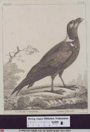 Abbildung eines Corvus Albicollis (Geierrabe).