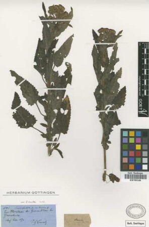 Senecio pseudotites Griseb. var. discoidea Griseb.