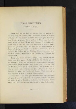 Diels Butterbirn. (Dielsbirn in Nassau.)