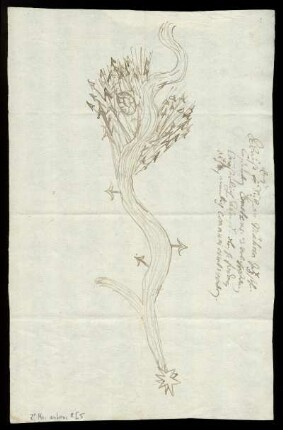 Abriß eines sich in Mähren gezeigten Cometen (1680) und Abbildung eines in Wien gesehenen Cometen (1682)