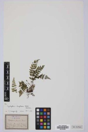 Cystopteris fragilis fragilis (L.) Bernh.