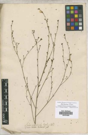 Linum