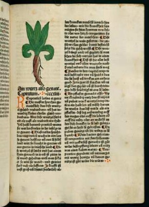 181r, Ain wurtz (343. Kapitel)