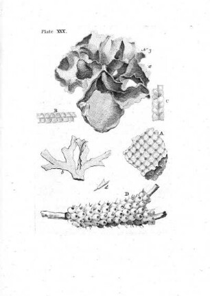 Plate XXX