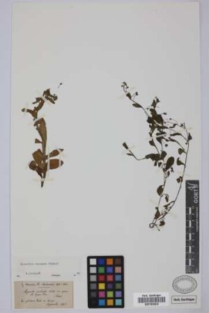 Myosotis palustris With. var. repens. M. repens Don.