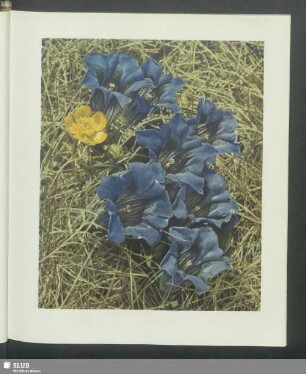 Großer Bergenzian - Gentiana acaulis