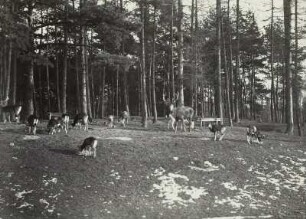 Wildgehege Moritzburg. Wildfütterung. Rothirsche und Mufflons