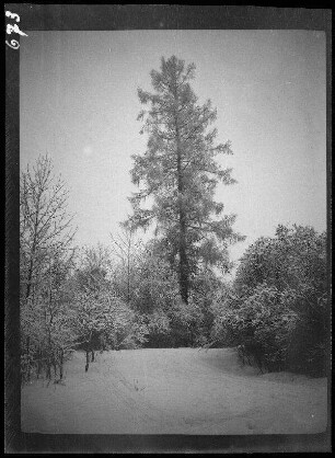 Samogitien (=Žemaitija, historische Landschaft im westlichen Litauen): Schneelandschaft mit hoch aufragendem Baum ("Winter in Samogitien")