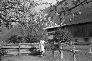 Rottach: blühender Baum und bayerisches Haus bei Rottach, Henny spielt mit Fohlen