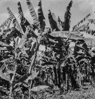 Plantage : Bananenplantage bei Masaka