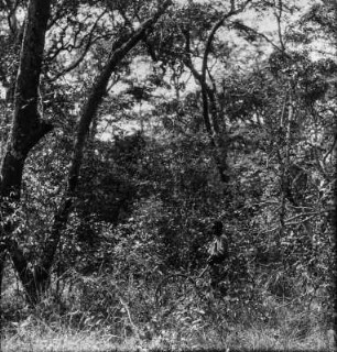 Trockendickicht : Trockendickicht (auch: Mavunda genannt) in Sambia.