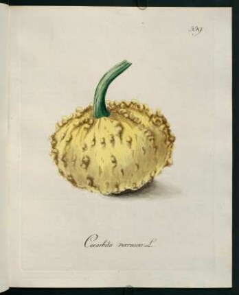 Cucurbita verrucosa L.