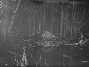 Haubentaucher : Haubentaucher (Podiceps cristatus Linnaeus) beim Brüten.
