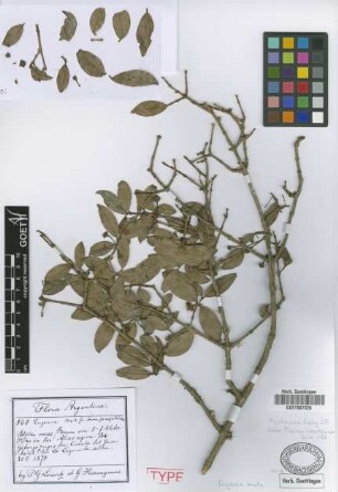 Eugenia mato Griseb. [holotype]