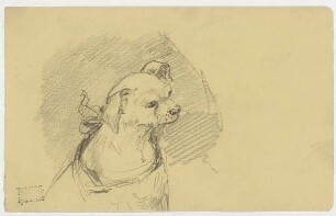 Kleiner Hund, Hundekopf