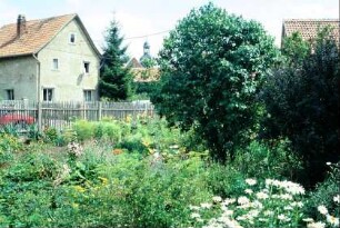 Bauerngarten mit vielen blühenden Pflanzen, Sträuchern, Staketenzaun