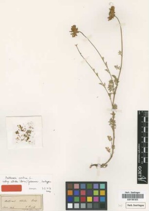Anthemis albida Boiss. [isotype]