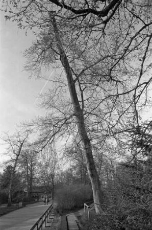 Fällung einer 60 Jahre alten Buche im Stadtgarten